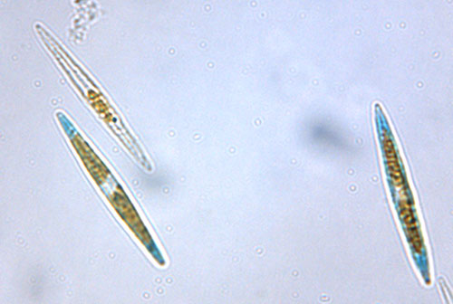 Diatomée bleue
